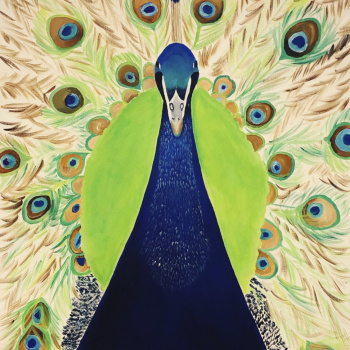 India-Peacock